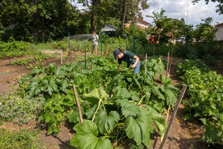 闭合循环:餐厅的厨余在Beloit城市花园进行堆肥处理该公司为学院提供农产品.